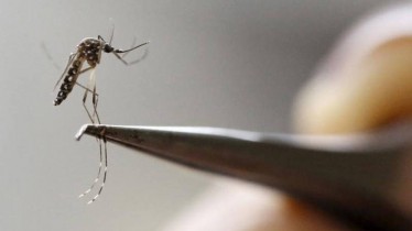 Dilma anuncia R$649 mi para combate ao Aedes aegypti e zika